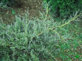 Juniperus squamata 'Denfa Malachit' 